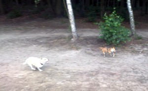 beide Hunde rennen