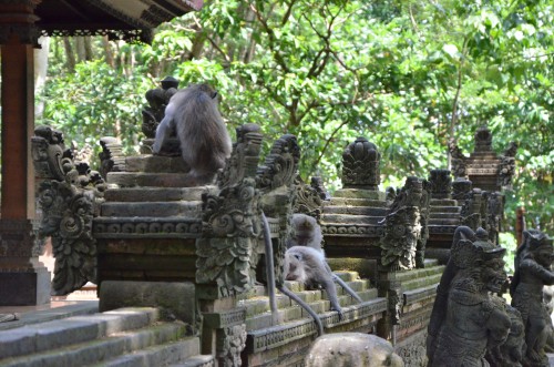Affen im Tempel