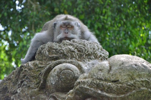 Schlafender Affe auf Drachenstatue