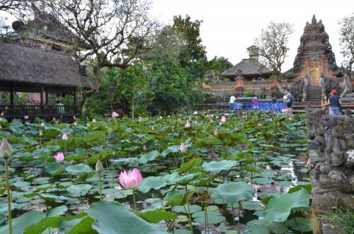Teich voller Lotusblüten