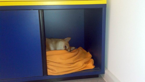 Hund im Schrank