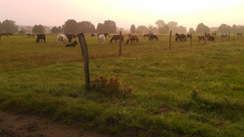 Pferde im Morgennebel